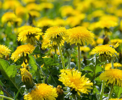 10,00pcs Dandelion Seeds for Planting – Heirloom Non-GMO  Herb Seeds for Garden, Medicinal Use, Salads and Wildlife Support