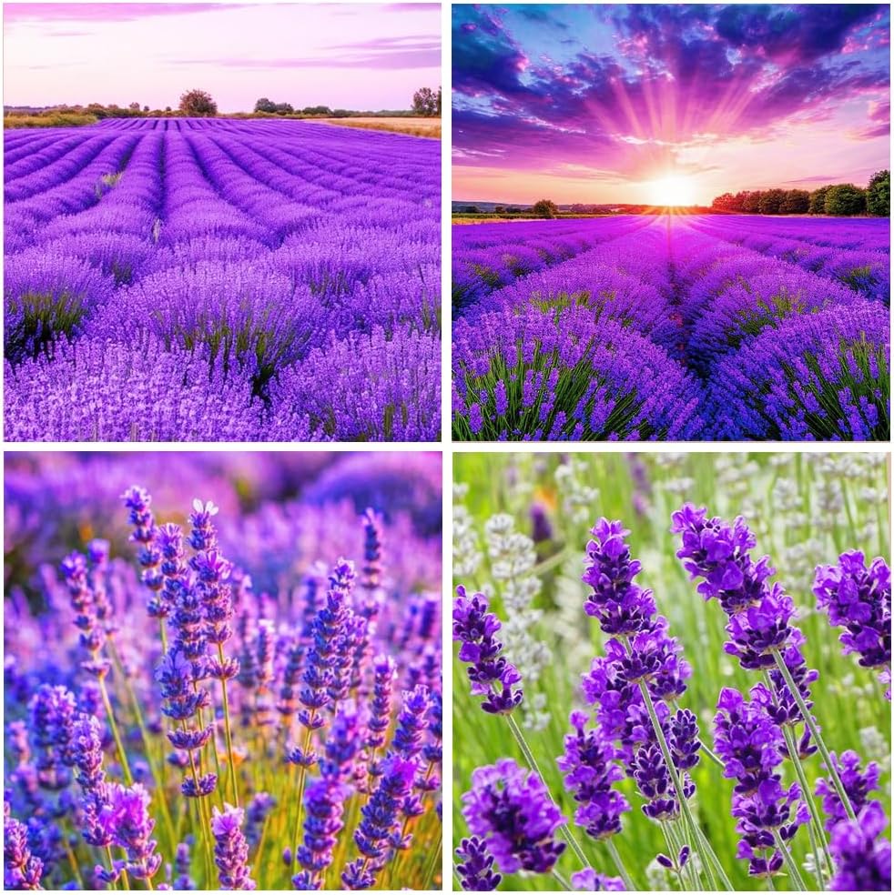1000pcs Perennial Lavender Flower Seeds for Planting-Annual Lavender Vera Herb Seeds Attracts Pollinators Non GMO Heirloom