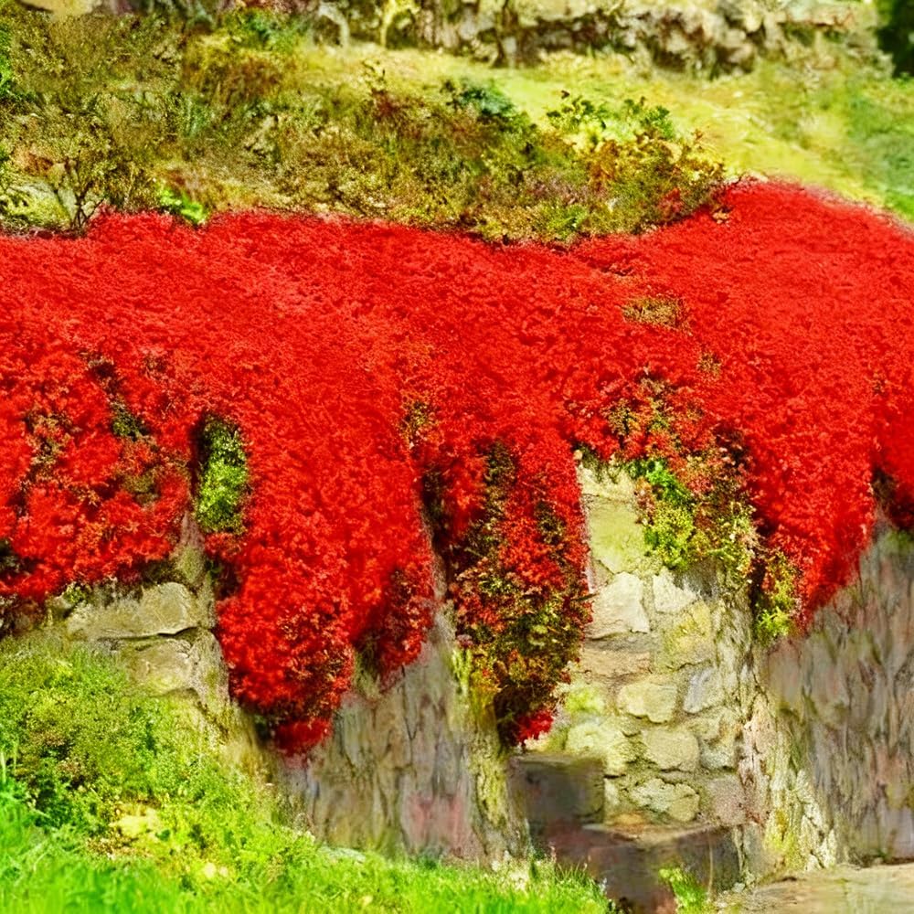 500pcs Red Creeping Thyme Seeds Ground Cover,Thyme Seeds for Planting Indoors,Thymus Seed Perennial Flower Non-GMO Heirloom for Home Garden