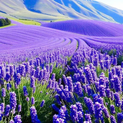 1000pcs English Lavender Flower Seeds for Planting -Purple Blooms for Garden- Attracts Pollinating Insects