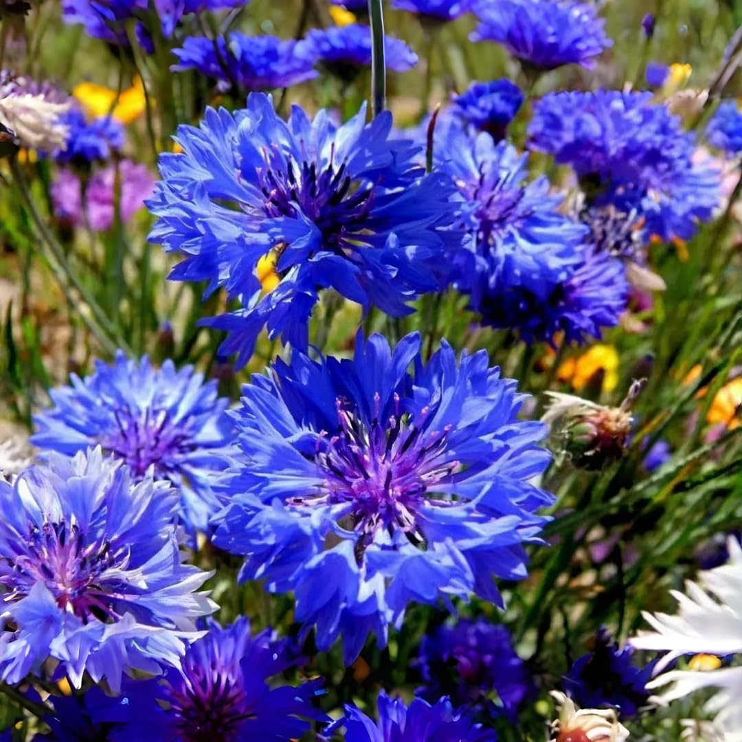 500 Count Premium Cornflower Seeds, Non-GMO Heirloom, High Germination Rate, Hardy Annual