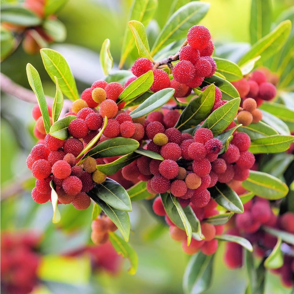 10Pcs Bayberry Bush Seeds for Planting Attracting Shrub Landscaping, Salt & Drought Tolerant Hedge Plant for Garden Outdoor