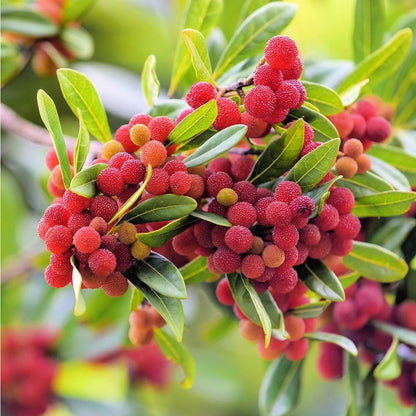 10Pcs Bayberry Bush Seeds for Planting Attracting Shrub Landscaping, Salt & Drought Tolerant Hedge Plant for Garden Outdoor