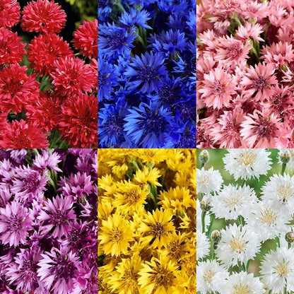 500 Mix Cornflower Seeds for Planting - Attracting Pollinators