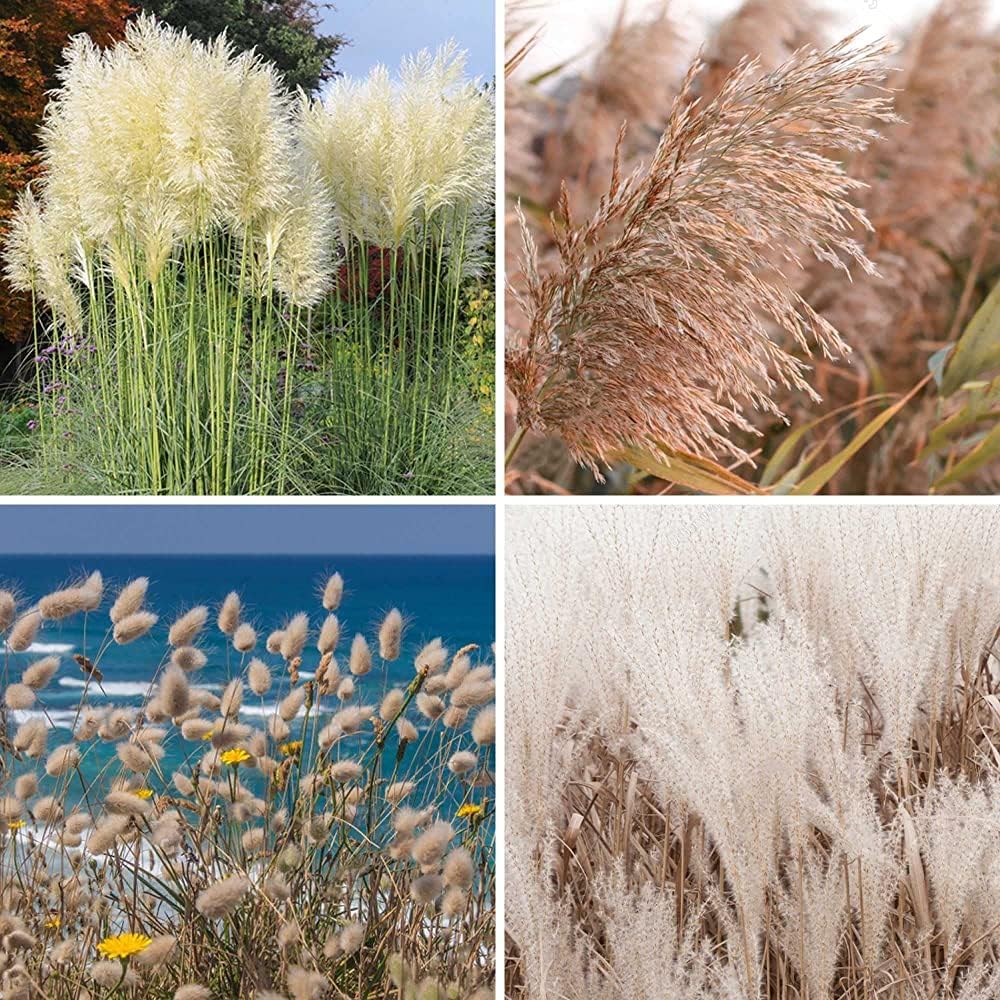 1000Pcs Pampas Grass Seeds for Planting for Landscaping & Home Decor