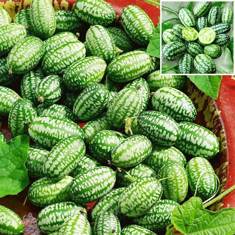 50Pcs Mini Thumb Watermelon Seeds for Planting - Sweet & Crisp, Dwarf Variety, Ideal for Containers & Small Gardens