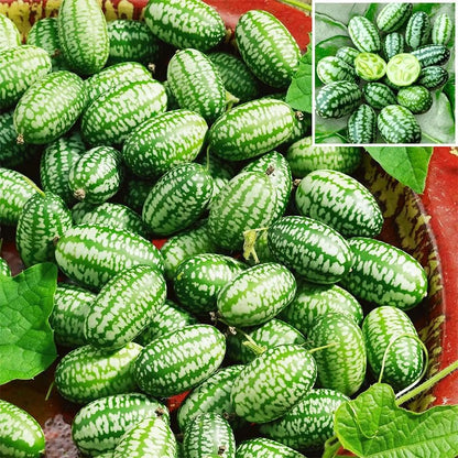 50Pcs Mini Thumb Watermelon Seeds for Planting - Sweet & Crisp, Dwarf Variety, Ideal for Containers & Small Gardens