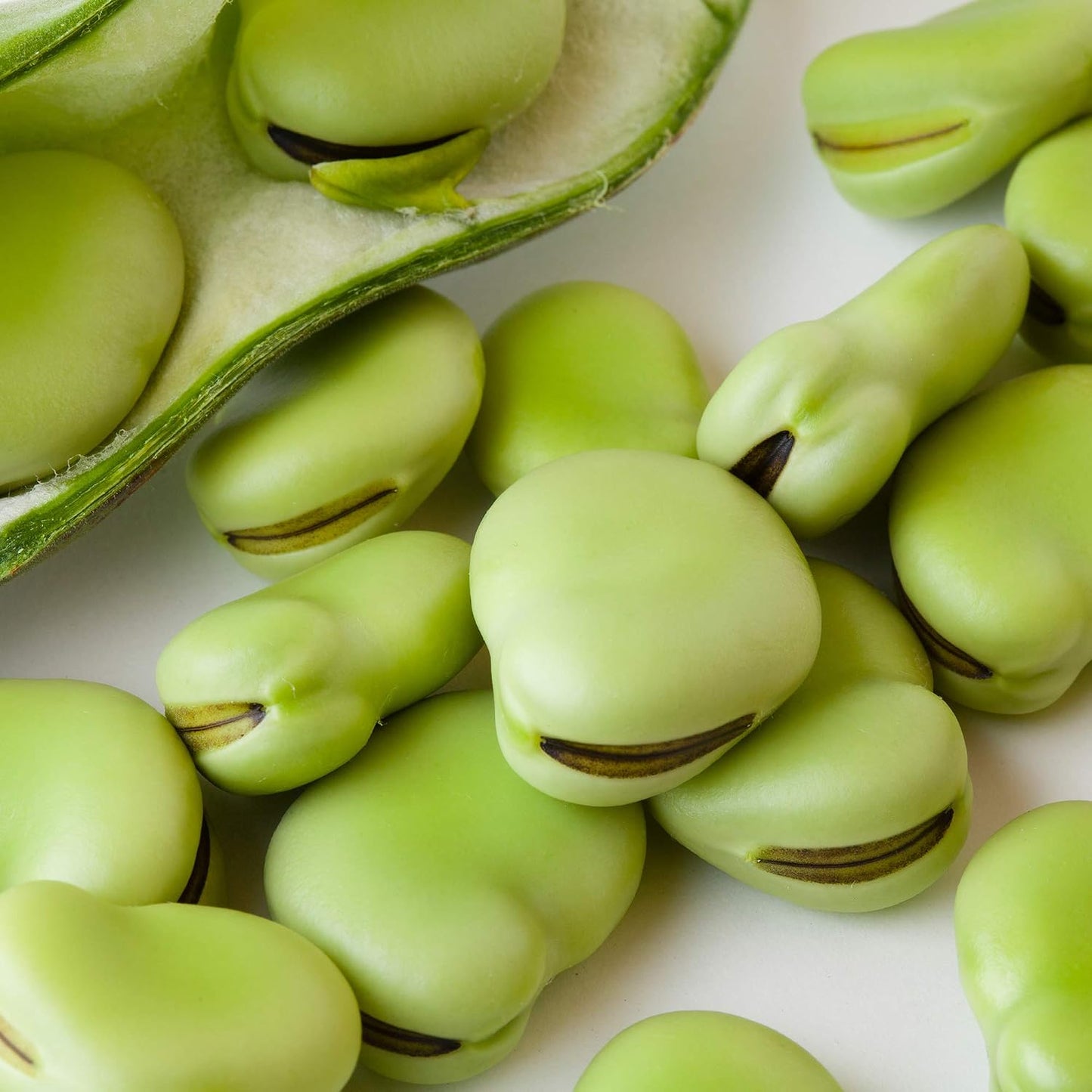 5pcs Fava Bean Seeds Perfect for home planting form compact upright bushy clumps for garden bed shaping and row arrangement
