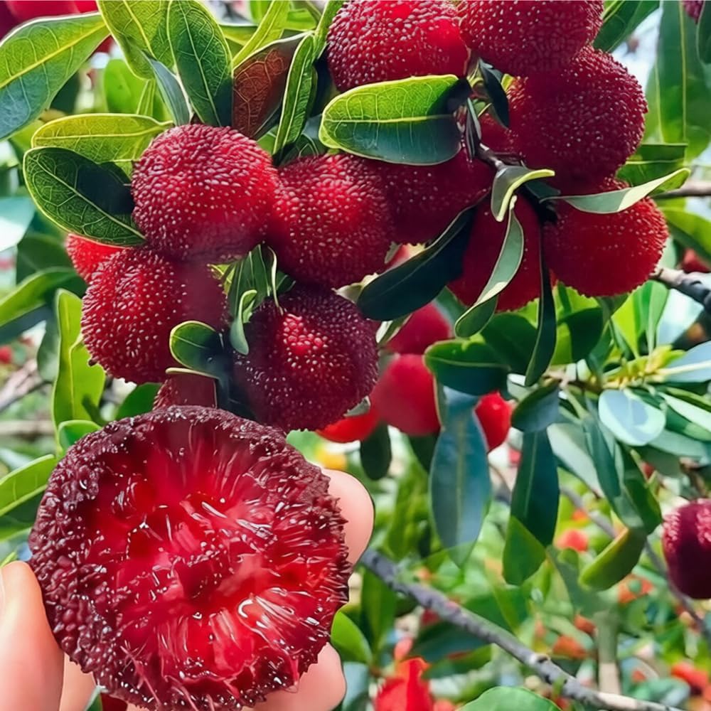 10Pcs Bayberry Bush Seeds for Planting Attracting Shrub Landscaping, Salt & Drought Tolerant Hedge Plant for Garden Outdoor