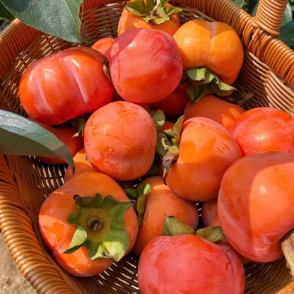 40Pcs Persimmon Seeds Friendly for new growers with reliable germination and vigorous trunk branching vitality