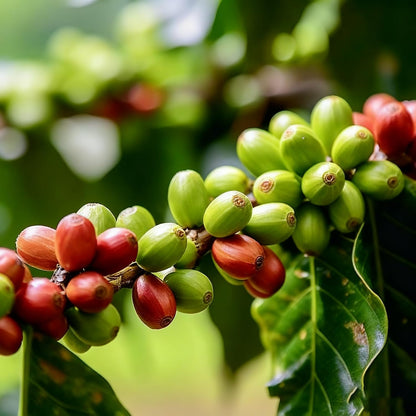 29Pcs Perfect For Simple And Enjoyable Growing Coffee Seeds Easy To Grow For Home Hobbyists