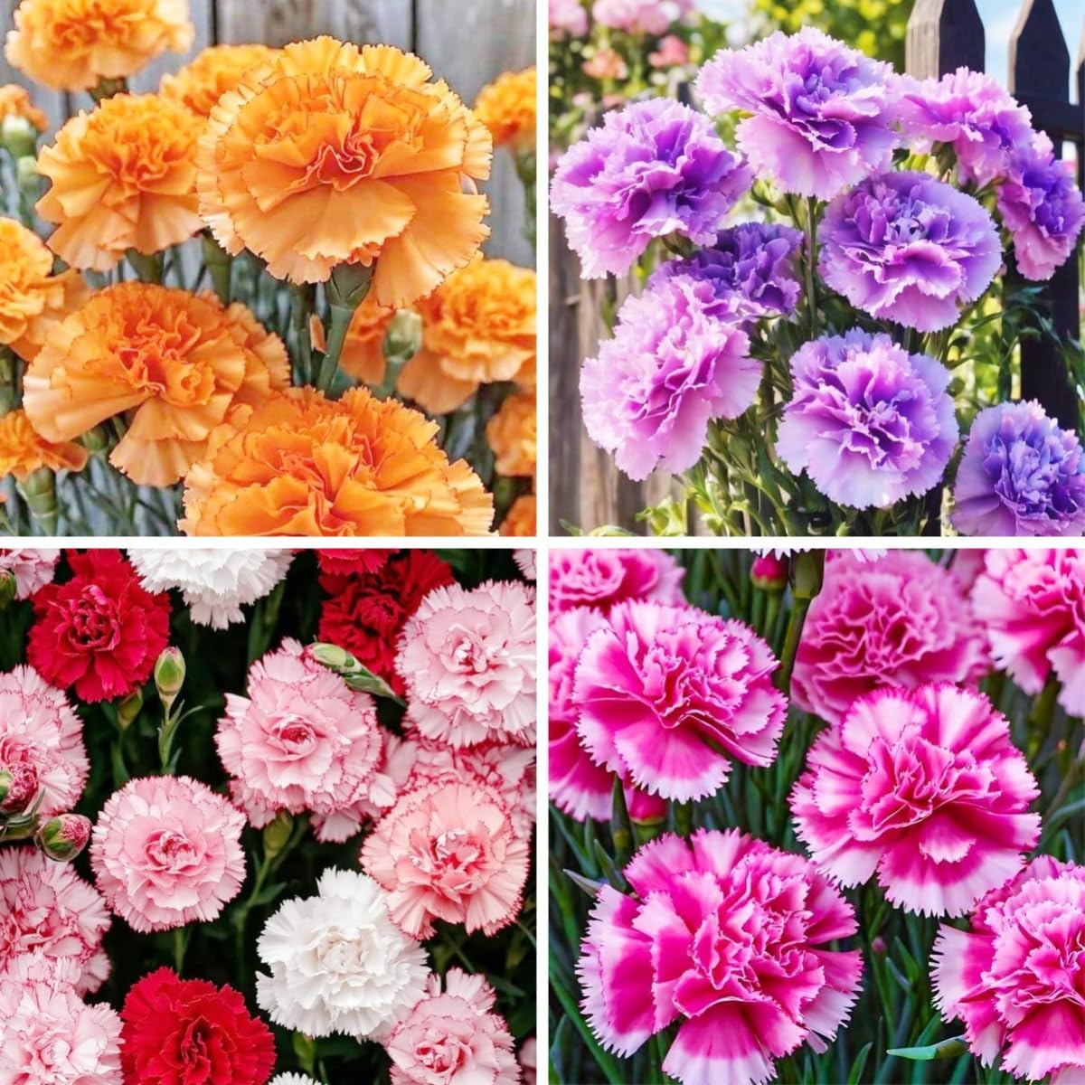 200pcs Carnation Seeds - Fragrant Clove Pinks, Heirloom Mix with 8 Colors, Long Stem Cut Flowers for Bouquets, Continuous Bloom, Attracts Hummingbirds, Non-GMO