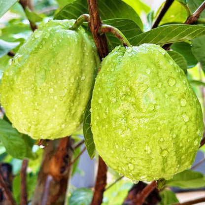 Dwarf Guava Seeds for Planting Outdoor, 89Pcs Guava Tree Fruits Seeds Non-GMO Heirloom Sweet Edible Fruit, Sweet Juicy Fruits Plants in Your Home Garden