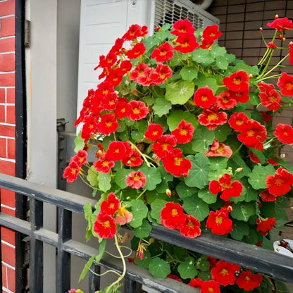 30pcs Nasturtium Seeds,  Vibrant Mixed Colors,  Low Maintenance, for Beds, Pots and Landscaping