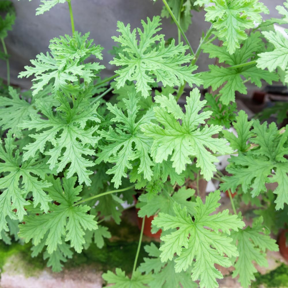 500pcs Citronella Seeds Fast Growing Easy To Plant For Home Gardens