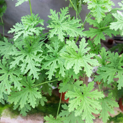 500pcs Citronella Seeds Fast Growing Easy To Plant For Home Gardens