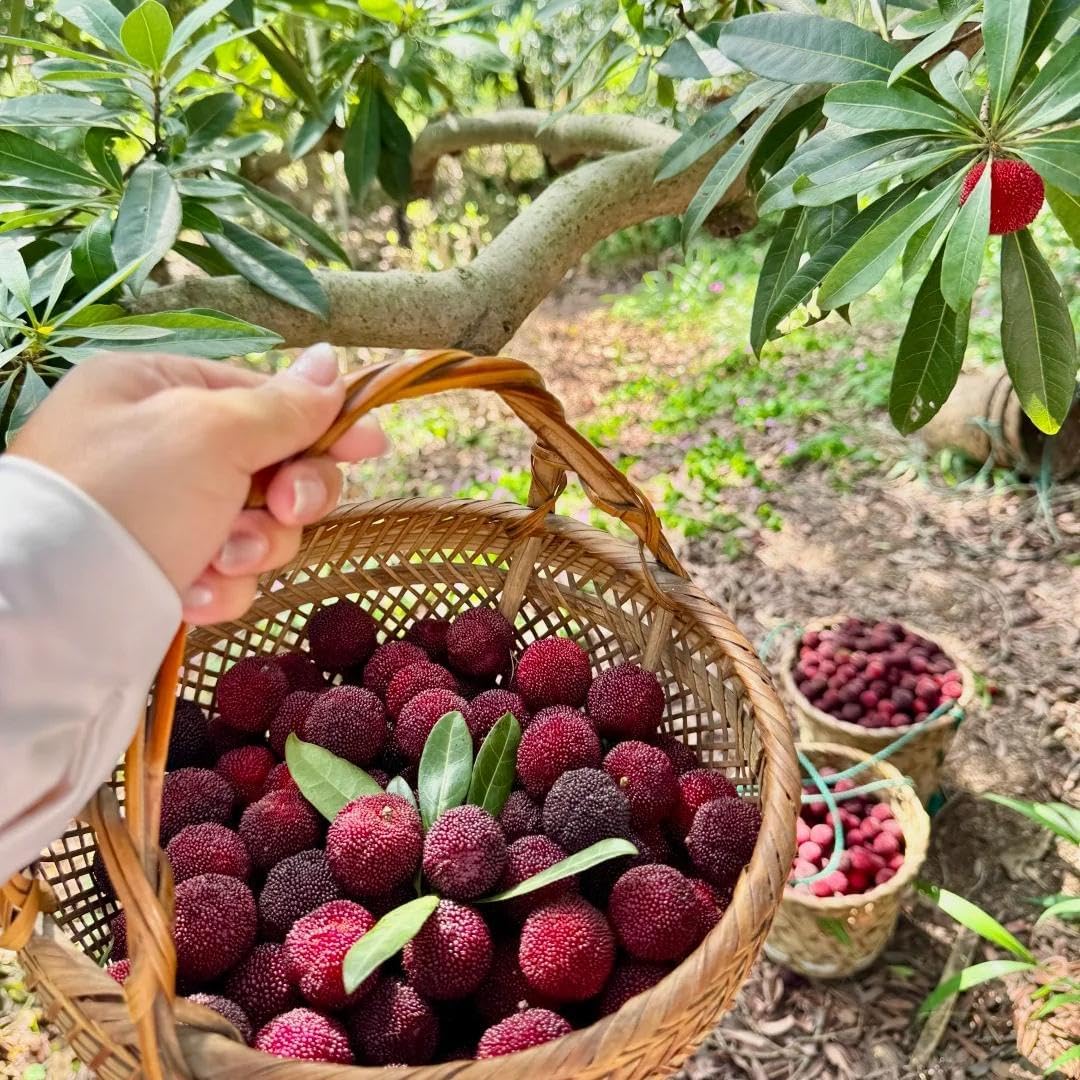 10Pcs Bayberry Seeds Made for home planting create compact rounded canopy ornamental accents across courtyard, yard and garden areas