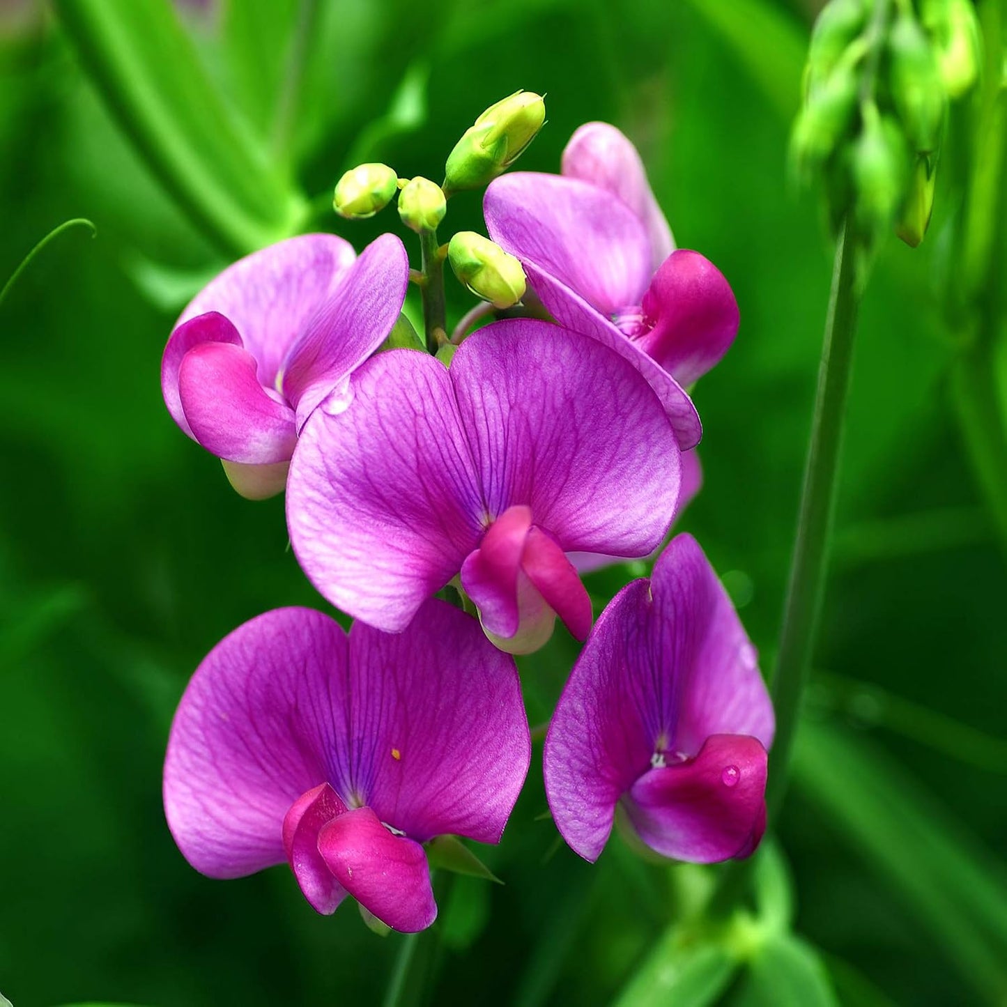 39Pcs Sweet Pea Seeds Ideal For Softening Retaining Walls And Hardscapes