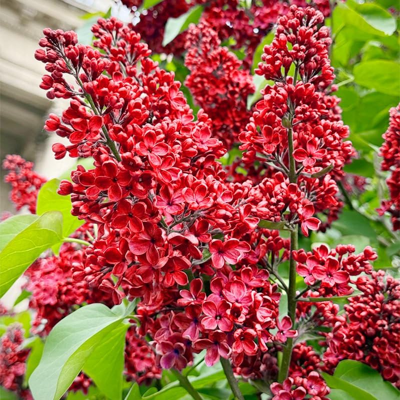 50Pcs Mix Lilac Flower Seeds for Planting- Fragrant Flowers Flower Perennial Bush Bonsai Plants