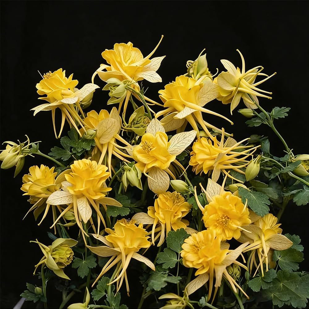200pcs Yellow Columbine Flower Seeds Non GMO Heirloom, Perennial for Planting Shade & Woodland Gardens Outdoors
