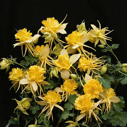 200pcs Yellow Columbine Flower Seeds Non GMO Heirloom, Perennial for Planting Shade & Woodland Gardens Outdoors