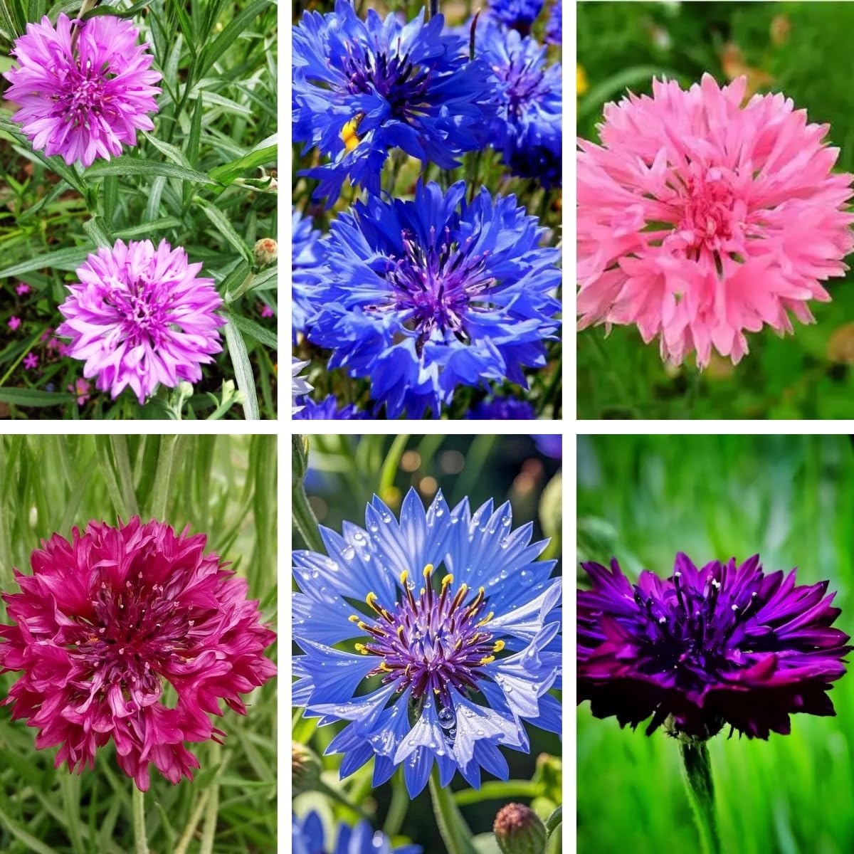 500 Count Premium Cornflower Seeds, Non-GMO Heirloom, High Germination Rate, Hardy Annual