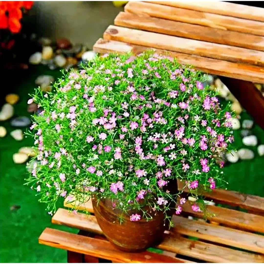 100 Mixed Gypsophila flower seeds, Easy Growing, Perfect for Fresh & Dried Bouquets, Wedding Decor