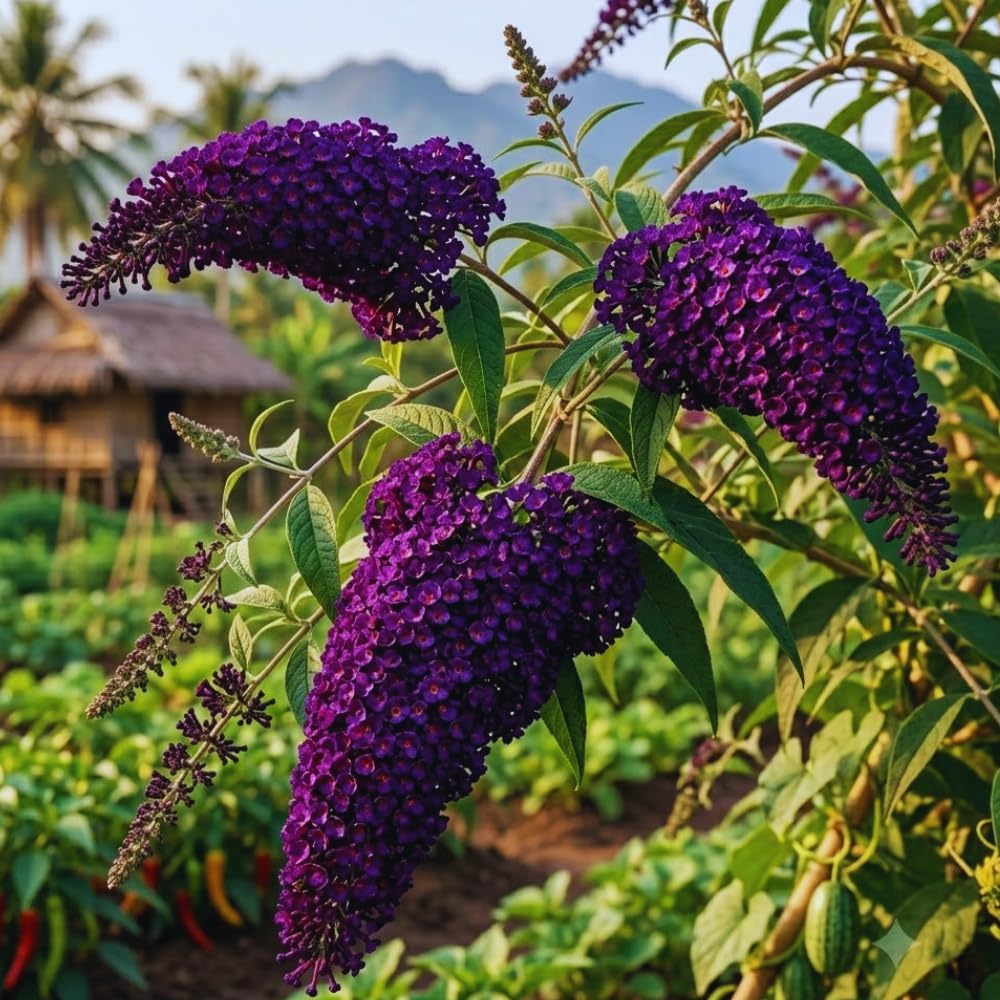 300 Black Purple Butterfly Bush seeds, Fragrant Flowering Garden Plants, Ornamental Flowering Bush, 3–5'' Tall Starter Plant