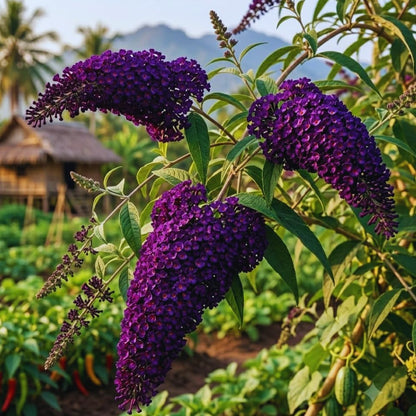 300 Black Purple Butterfly Bush seeds, Fragrant Flowering Garden Plants, Ornamental Flowering Bush, 3–5'' Tall Starter Plant