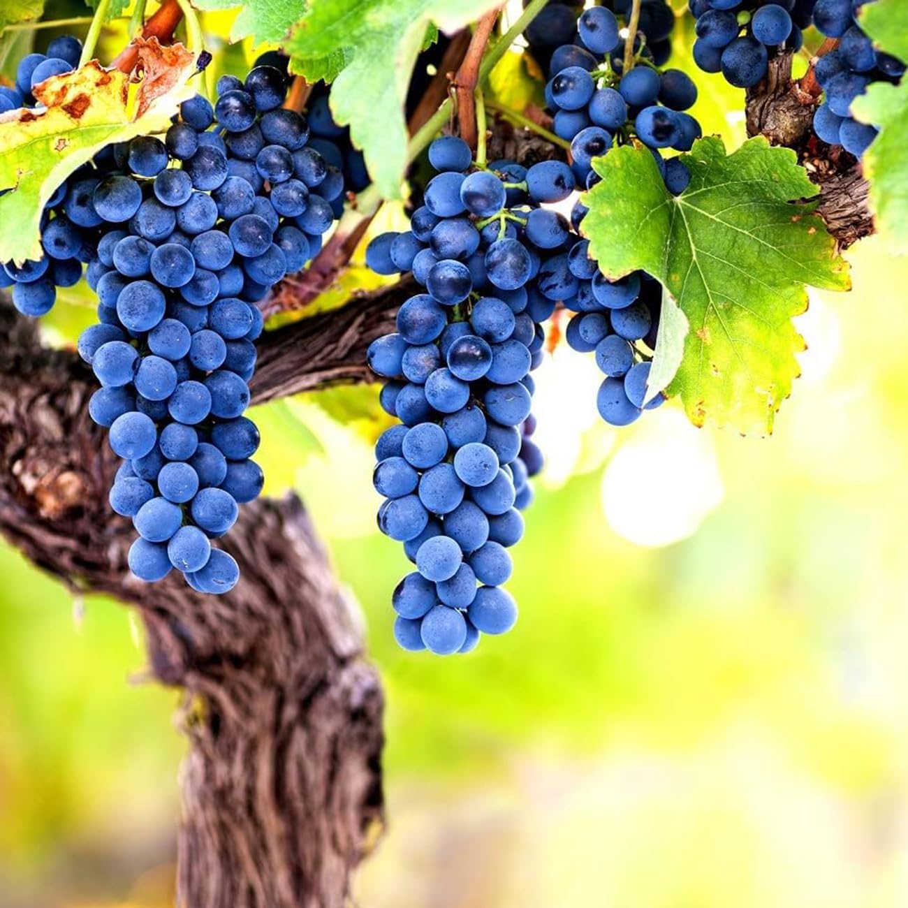 50Pcs Heirloom Purple Grape Vine Seeds for Lush Fruitful Gardens Perfect for Growing Your Own Grapes Seed for Planting