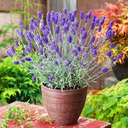 1000pcs English Lavender Flower Seeds for Planting -Purple Blooms for Garden- Attracts Pollinating Insects