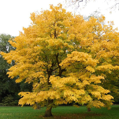 200Pcs Ideal for novice planting Golden Wattle Seeds build impressive ornamental corners in private large outdoor areas