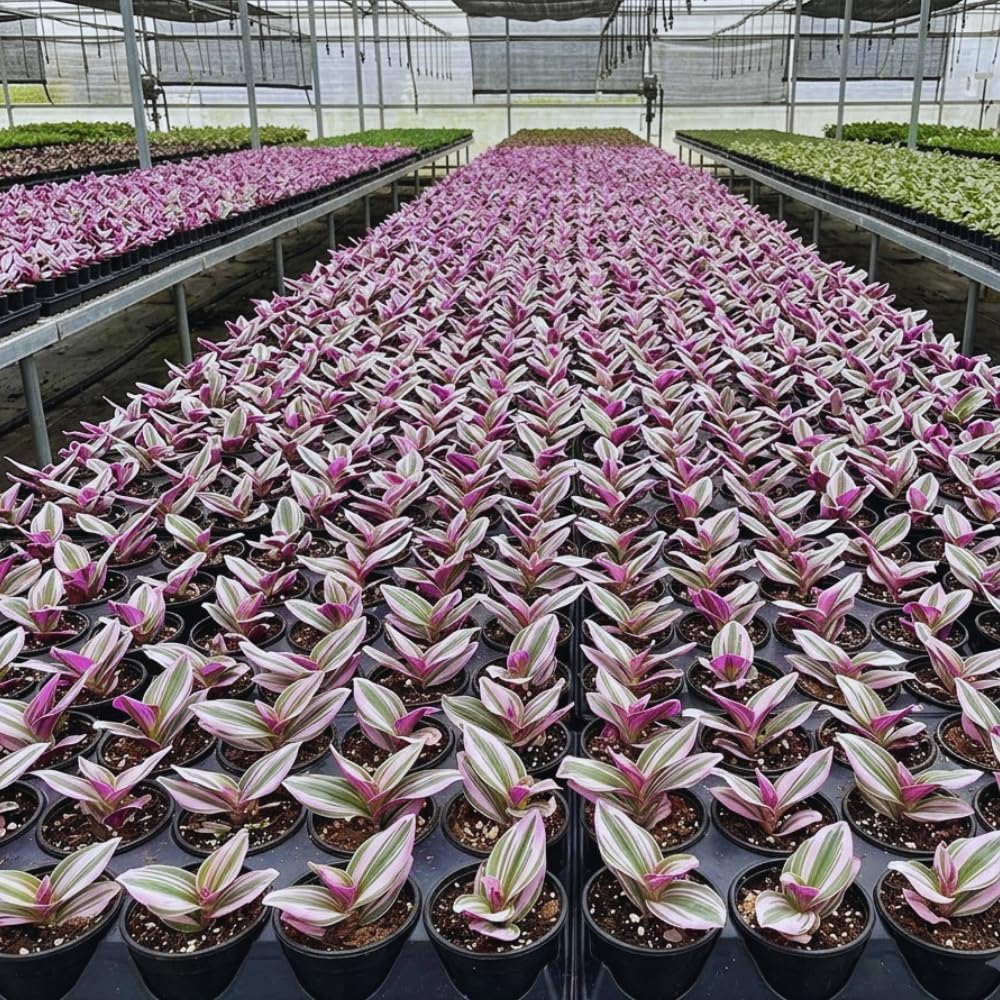 100pcs Fast Growing Vine Seeds Wandering Jew Seeds For Garden Foliage Simple To Cultivate