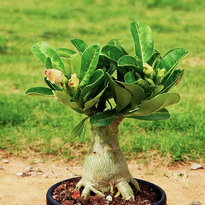 25pcs Fast Growing Ruffled Petal Flowers with Desert Rose Seeds for Garden Planting