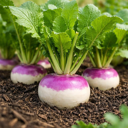200 Purple Top White Globe Turnip Seeds – Round White Roots with Purple Crown, Everyday Kitchen Use, In-Ground, Raised Bed & Container Gardens