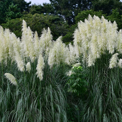 980Pcs Dependable Germination Pampas Grass Seeds For Worry Free Planting