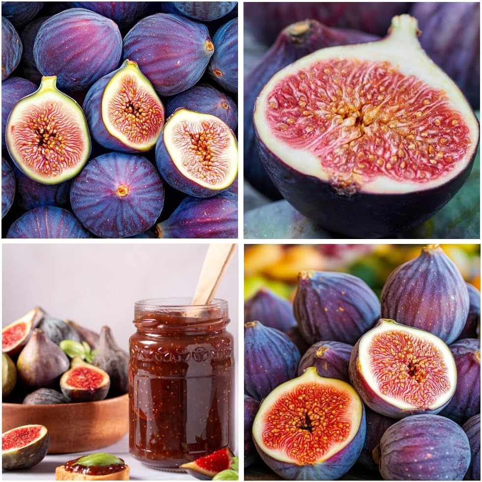 Fig Seeds 290Pcs for Planting, Fruit-Bearing Perennial, Beginner Friendly, for Home Garden, Backyard Orchard, Outdoor Potted Edible Fruit Plant