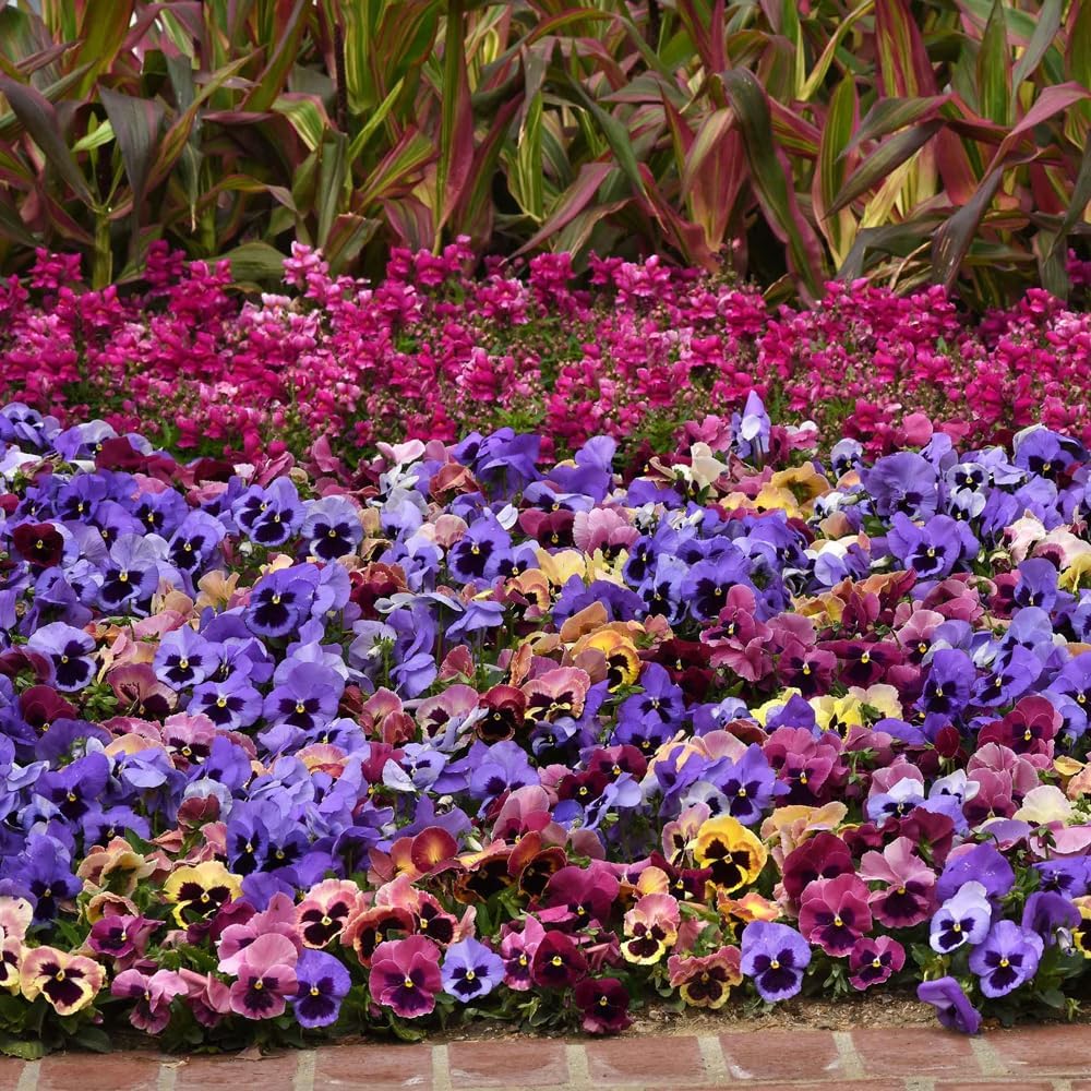 100Pcs Giant Perennial Mixed Pansy Seeds for Planting Outdoors,Fragrant Pansy Flower Seeds,Cool Weather Viola Flowers Seed Non-GMO Heirloom Winter Blooming for Home Outdoor Garden