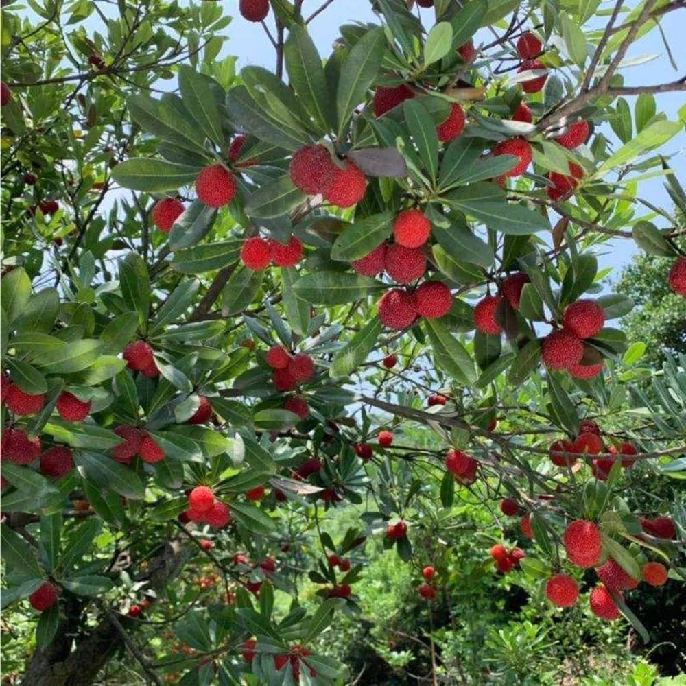 10Pcs Bayberry Bush Seeds for Planting Attracting Shrub Landscaping, Salt & Drought Tolerant Hedge Plant for Garden Outdoor