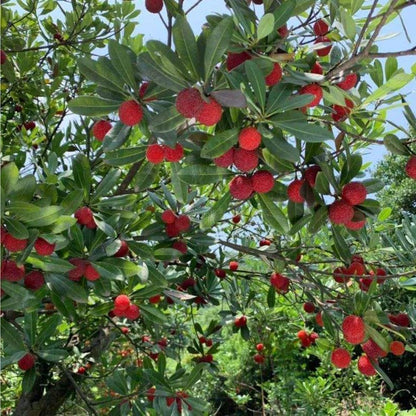 10Pcs Bayberry Bush Seeds for Planting Attracting Shrub Landscaping, Salt & Drought Tolerant Hedge Plant for Garden Outdoor