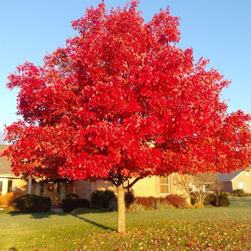46Pcs Red Maple Seeds for Planting Outdoors Heirloom Maple Tree Seeds