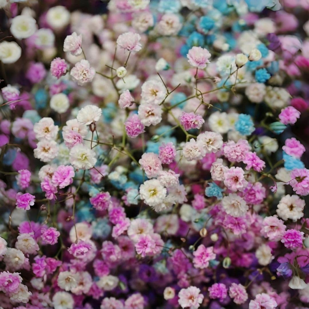 100 Mixed Gypsophila flower seeds, Easy Growing, Perfect for Fresh & Dried Bouquets, Wedding Decor