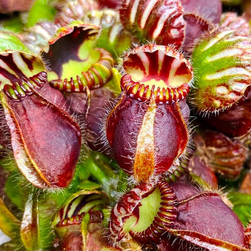 280Pcs Venus-Fly-Trap Seeds Easy To Grow Works Well In Specialized Growing Media For Carnivorous Plant Cultivation