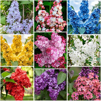 50Pcs Mix Lilac Flower Seeds for Planting- Fragrant Flowers Flower Perennial Bush Bonsai Plants