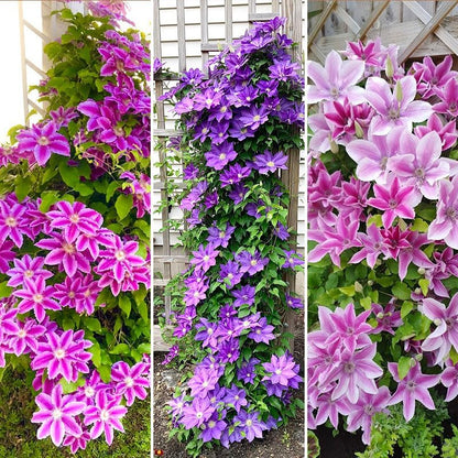 100 Mix Clematis Vine Seeds for Planting - Non-GMO Heirloom Plant Seeds