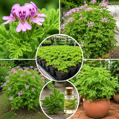 500pcs Citronella Seeds Fast Growing Easy To Plant For Home Gardens