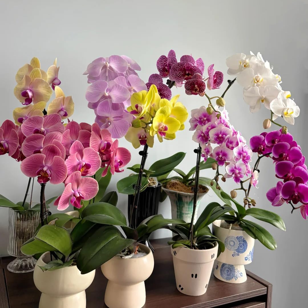 100Pcs Orchid Seeds for planting in indoor corners and shaded outdoor decorative spaces