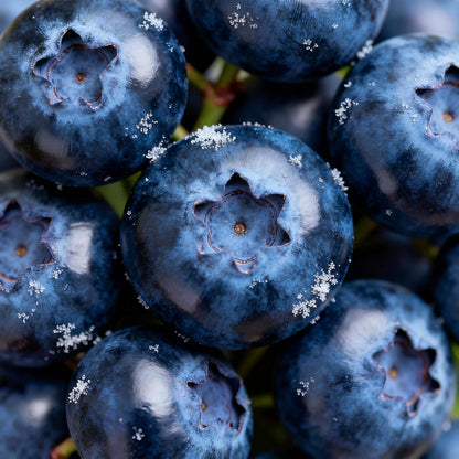 480Pcs Northern Highbush Blueberry Seeds for Planting - Vaccinium corymbosum - Nutritious Edible Fruit Seeds for Home Garden - Non-GMO Perennial