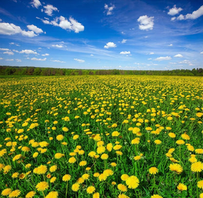 10,00pcs Dandelion Seeds for Planting – Heirloom Non-GMO  Herb Seeds for Garden, Medicinal Use, Salads and Wildlife Support
