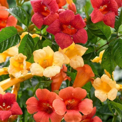 100pcs Trumpet Vine Seeds for Planting - Non GMO Exotic Hummingbird Trumpet Vine Seeds
